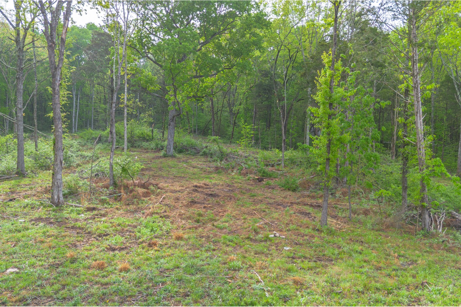 6205 Hunters Point Pike Lebanon, TN 37087 - Photo 32 of 45 a view of a forest with trees in the background