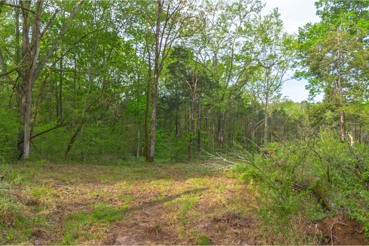 6205 Hunters Point Pike Lebanon, TN 37087 - Photo 33 of 45 a view of backyard with green space