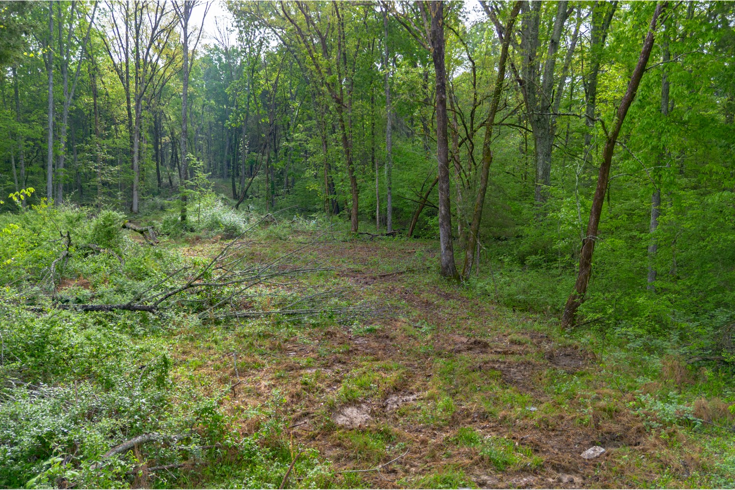 6205 Hunters Point Pike Lebanon, TN 37087 - Photo 5 of 45 a view of a lush green forest