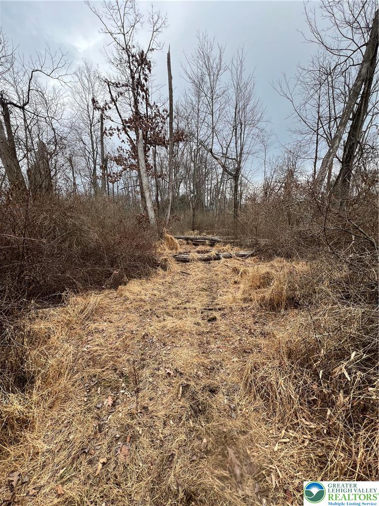 1598 Hafler Road Bethlehem, PA 18015 - Photo 9 of 10 a view of a yard with trees
