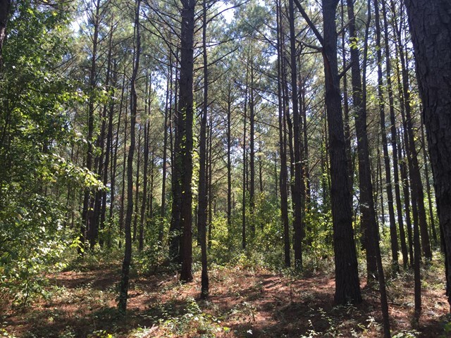 3018 South Lizella Road Lizella, GA 31052 - Photo 3 of 5 a view of forest