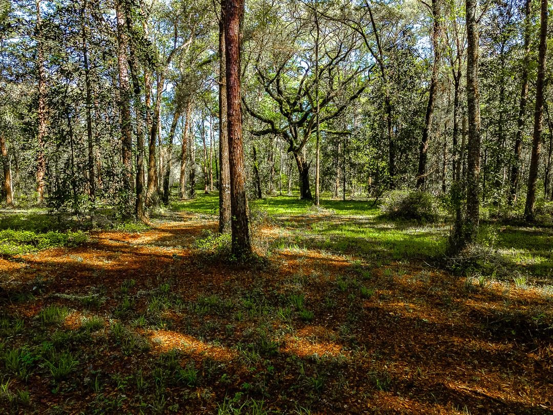 0 Old Farm Road Tallahassee, FL 32317 - Photo 5 of 8 Gallery Image 5