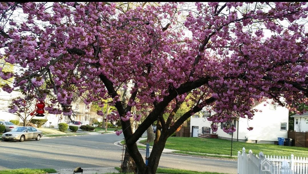 85 Willow Road Metuchen, NJ 08840 - Photo 20 of 21 Springtime cherry blossoms to enjoy in front yard