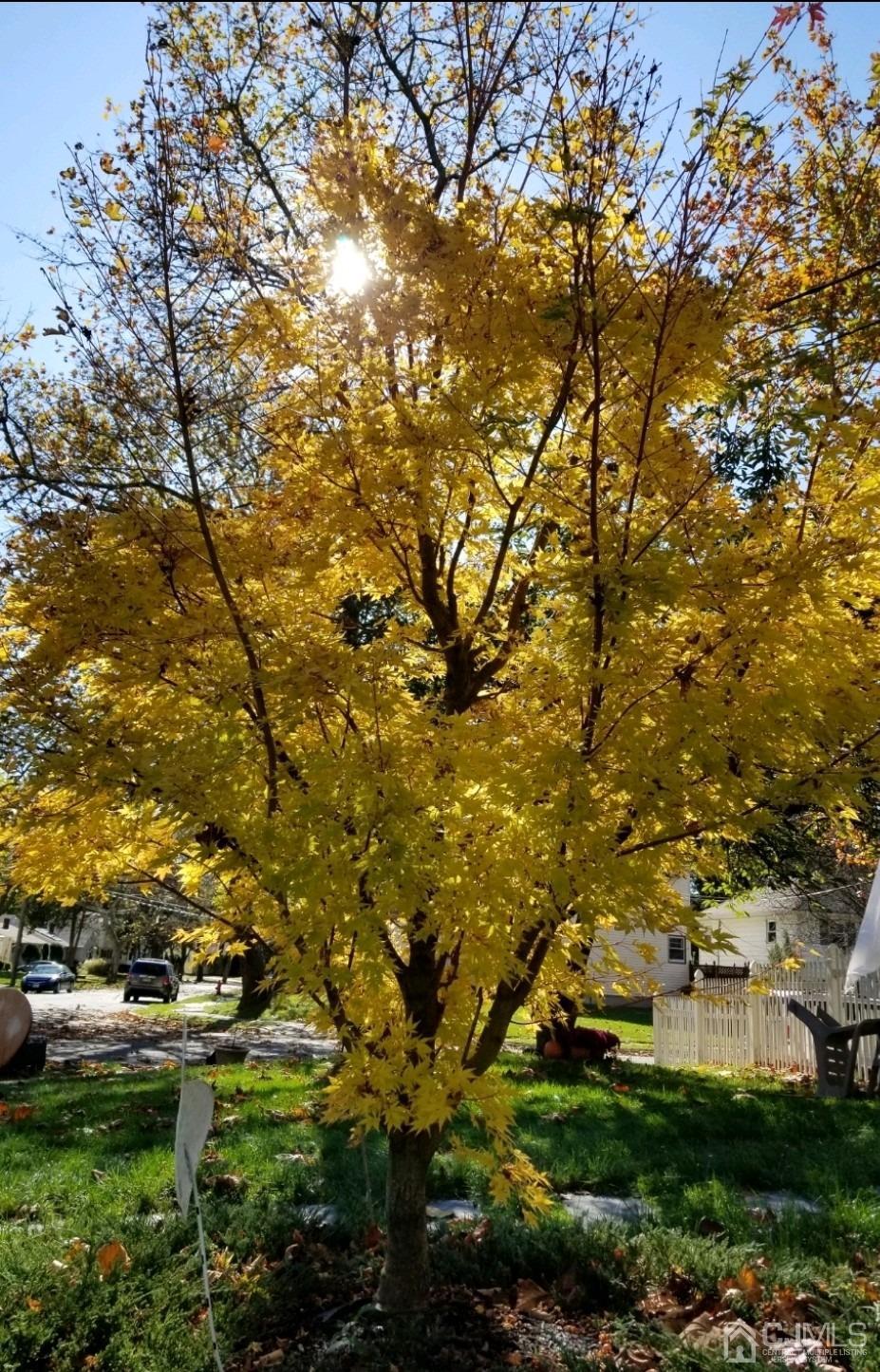 85 Willow Road Metuchen, NJ 08840 - Photo 21 of 21 Additional springtime blossoms