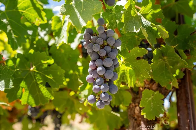 $3,550,000 | 725 Spring Creek Way, Templeton, CA 93465