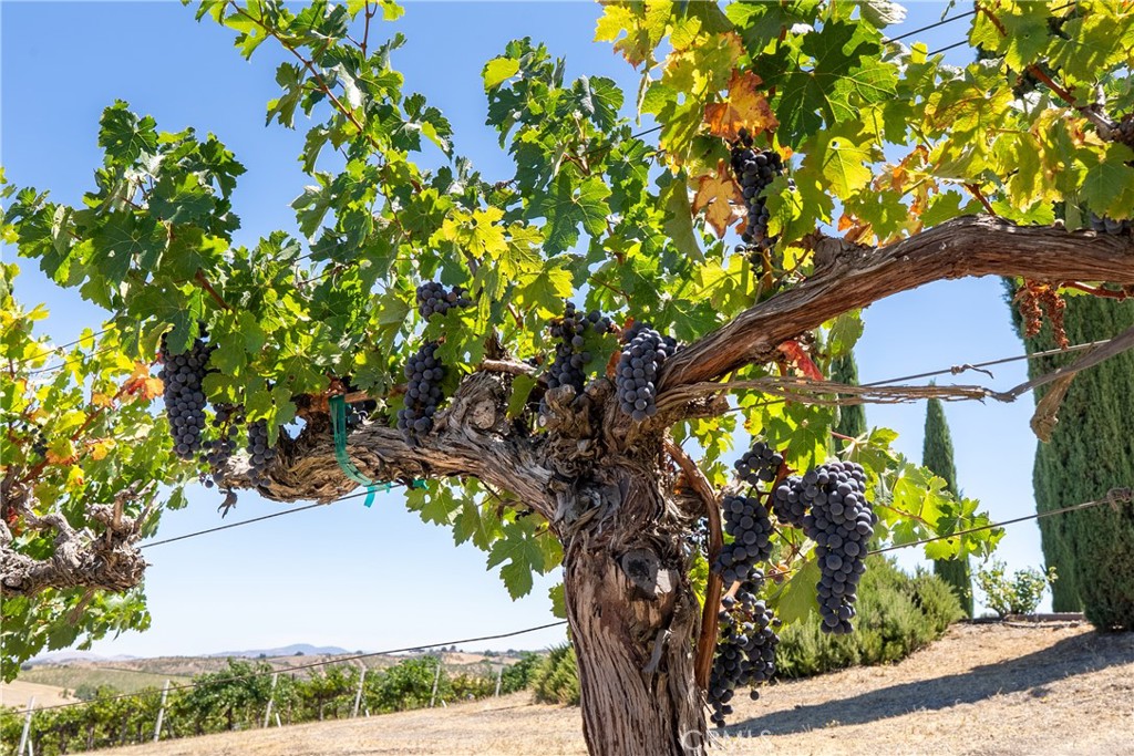 725 Spring Creek Way Templeton, CA 93465 - Photo 53 of 75