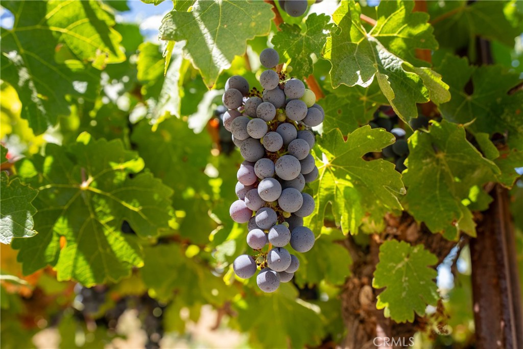 725 Spring Creek Way Templeton, CA 93465 - Photo 65 of 73