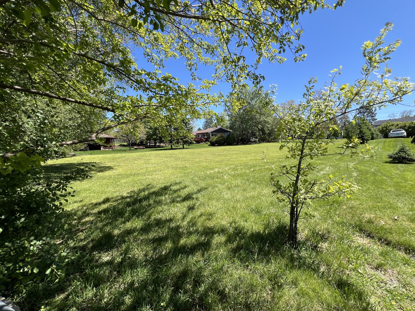 806 Plainfield Road Downers Grove, IL 60516 - Photo 15 of 16 a view of a big yard with a large tree
