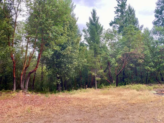 a view of a yard with trees