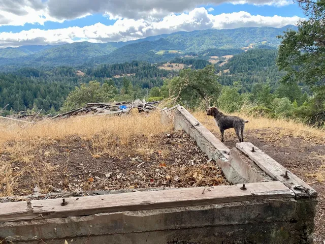 a view of a yard with a tree