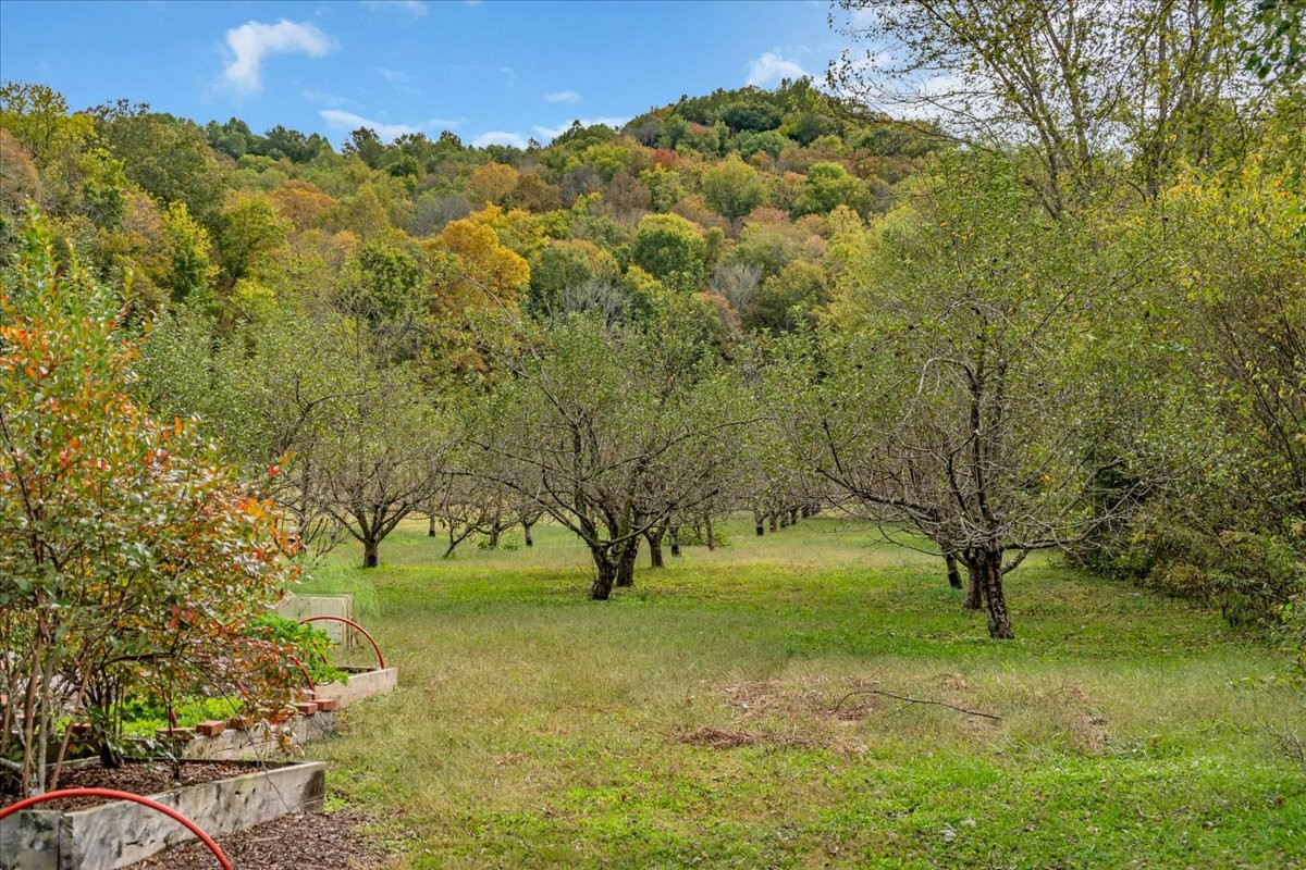 574 Hayes Ridge Road Lancaster, TN 38569 - Photo 47 of 53 a view of a field with a tree