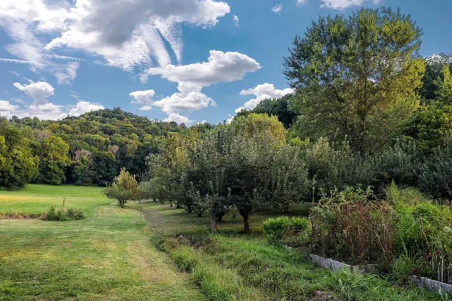 a view of a big yard with large trees