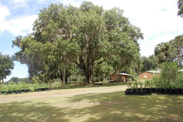 a front view of a house with a yard and a large tree