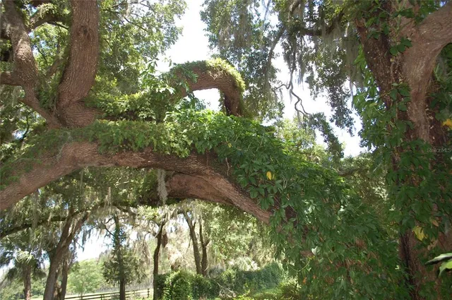 a backyard of a house with lots of green space and tree