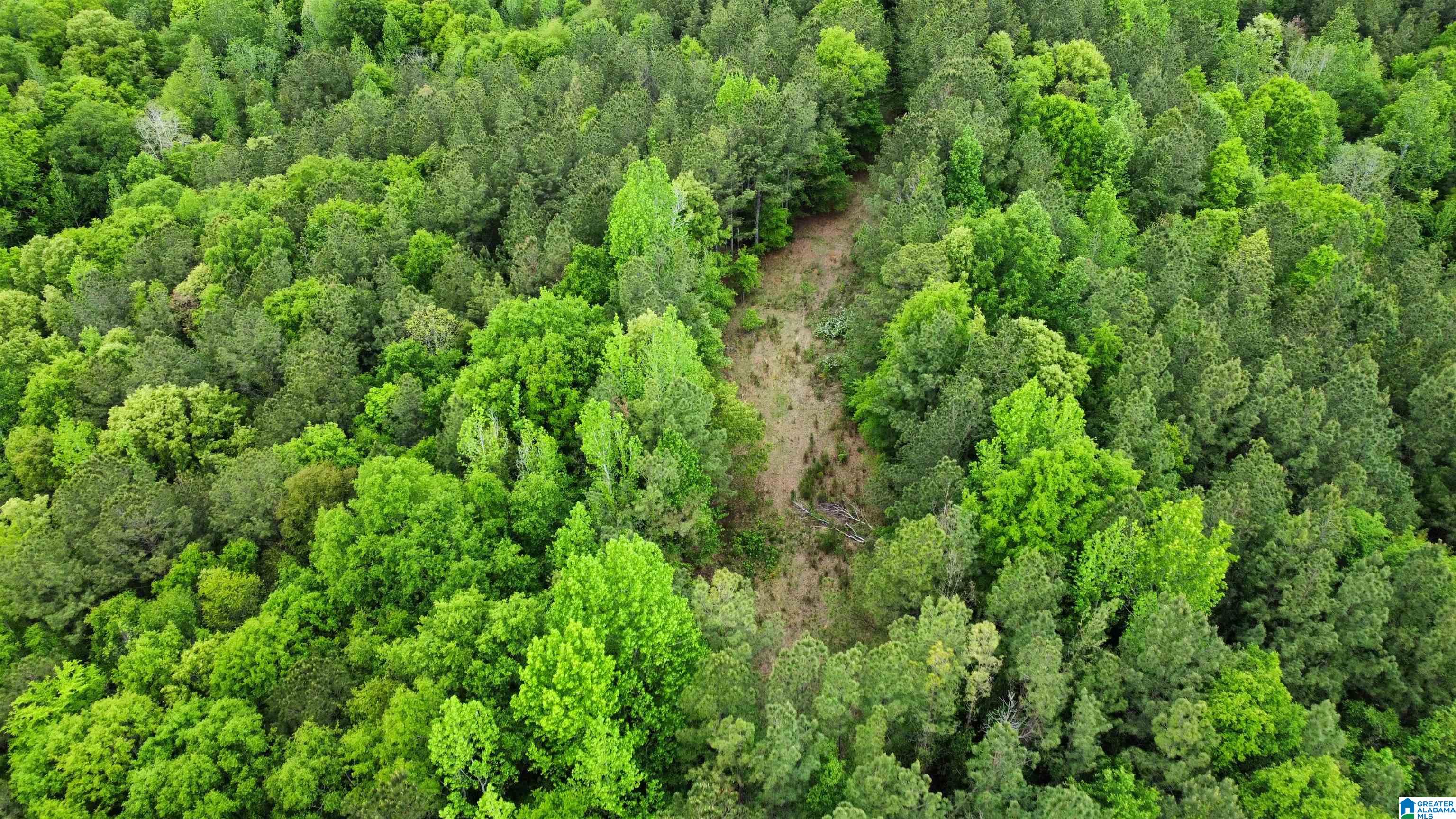 0 County Road 44 Linden, AL 36748 - Photo 32 of 48
