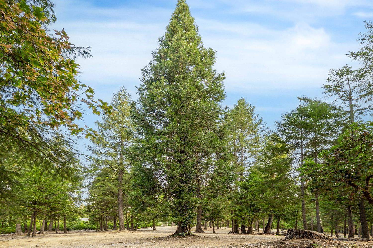 10623 Yearling Road Nevada City, CA 95959 - Photo 11 of 59 a view of a yard