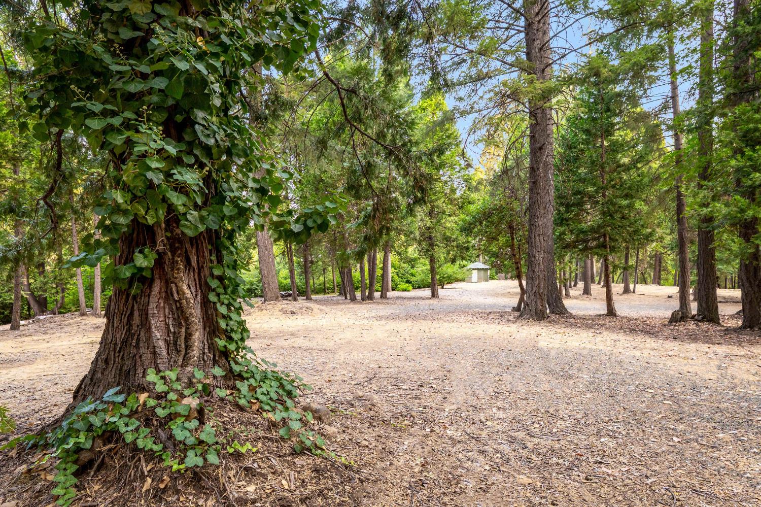 10623 Yearling Road Nevada City, CA 95959 - Photo 12 of 59 a tree is standing in between the of a house