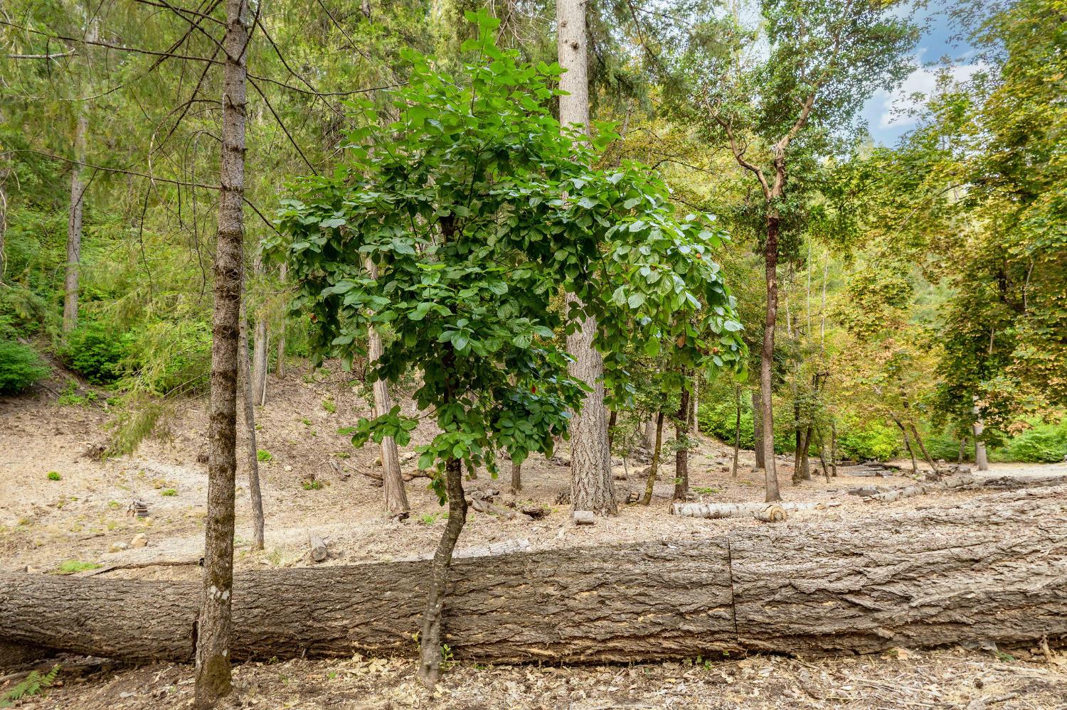 10623 Yearling Road Nevada City, CA 95959 - Photo 13 of 59 a view of a yard with plants and trees