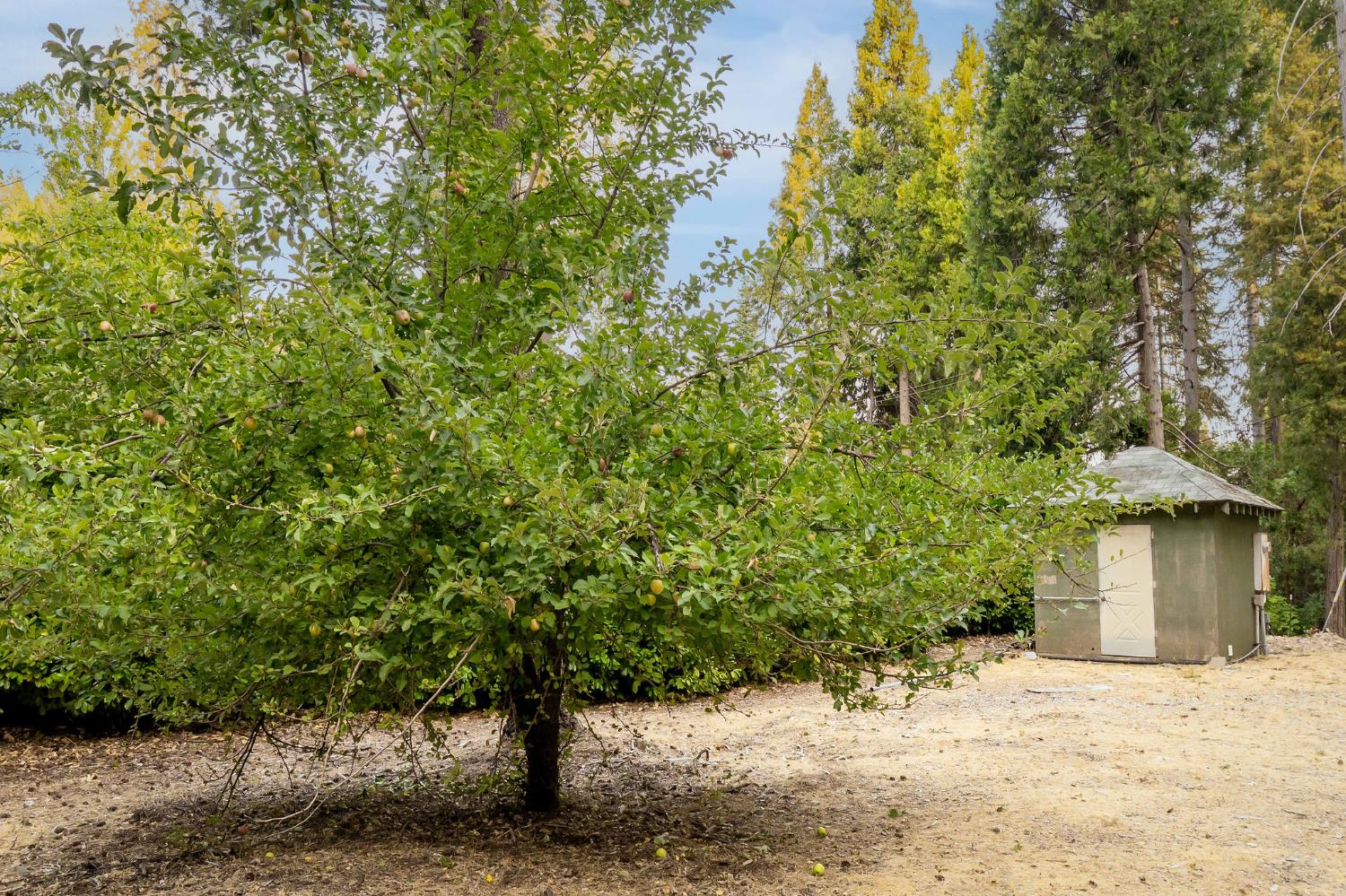 10623 Yearling Road Nevada City, CA 95959 - Photo 17 of 59 a view of a house with a tree