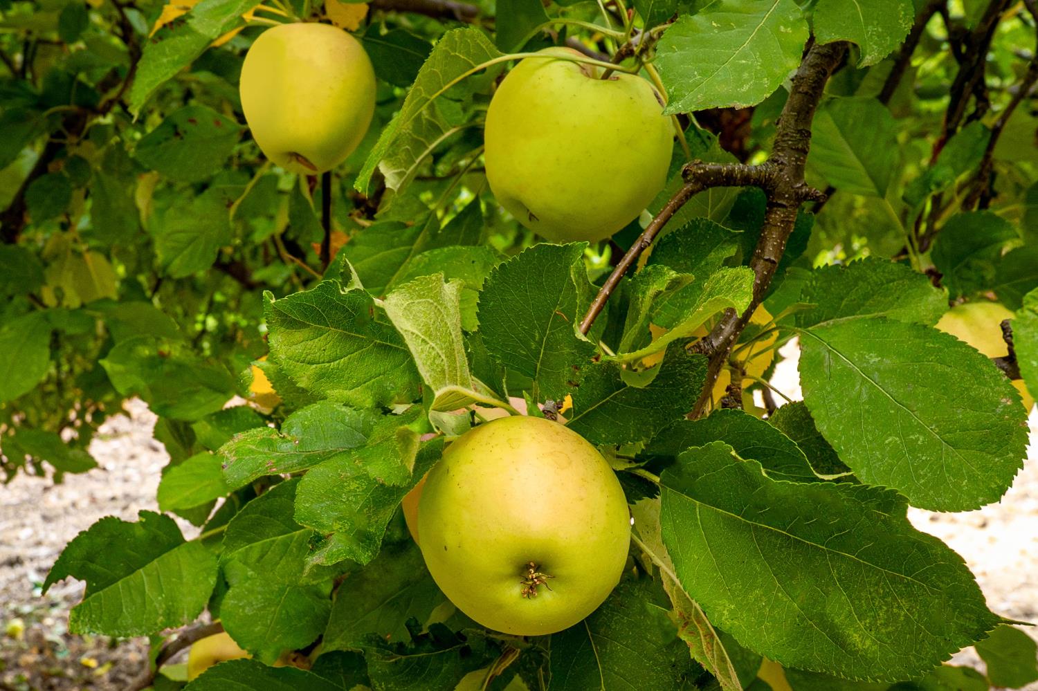 10623 Yearling Road Nevada City, CA 95959 - Photo 18 of 59