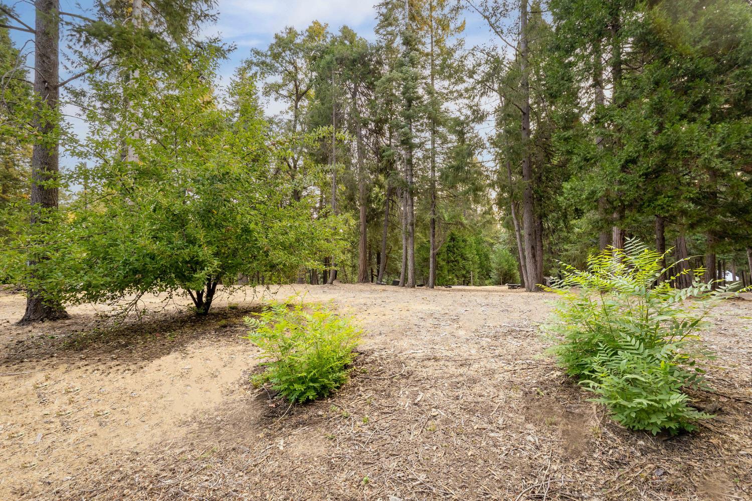 10623 Yearling Road Nevada City, CA 95959 - Photo 33 of 59 a view of backyard with large trees
