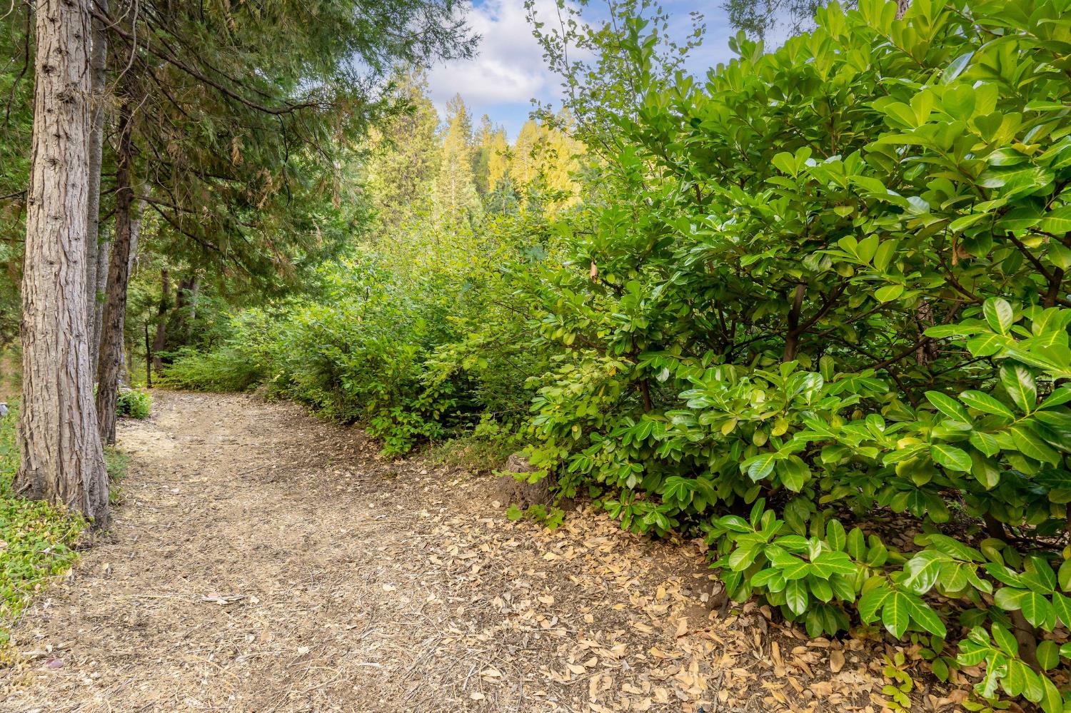 10623 Yearling Road Nevada City, CA 95959 - Photo 34 of 59 a view of a yard with plants and a tree