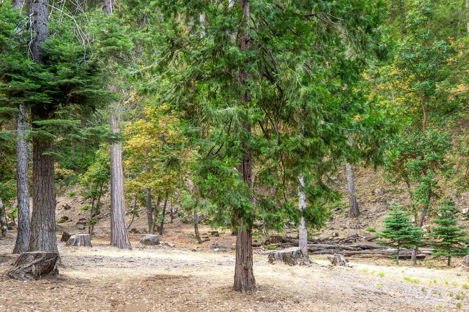 10623 Yearling Road Nevada City, CA 95959 - Photo 41 of 59 a view of a yard with plants and trees