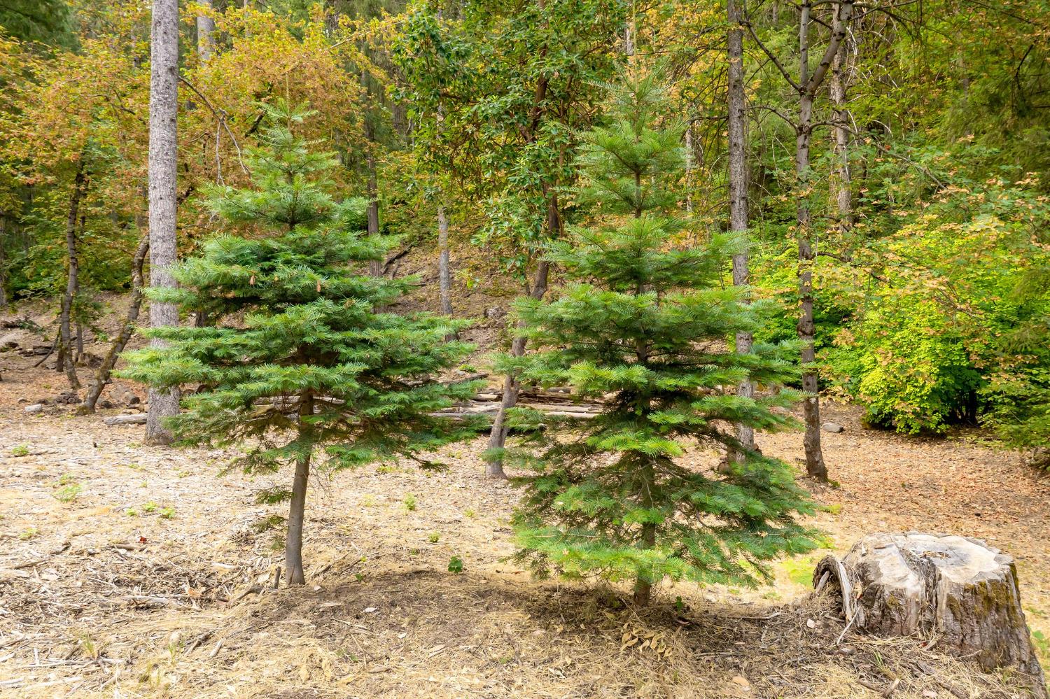 10623 Yearling Road Nevada City, CA 95959 - Photo 46 of 59 a view of a large yard with plants and large trees
