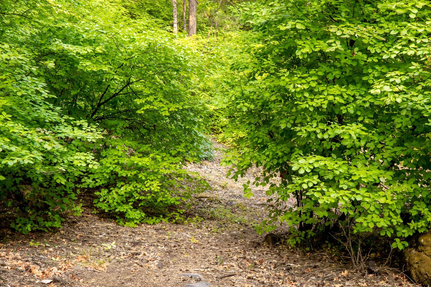 10623 Yearling Road Nevada City, CA 95959 - Photo 47 of 59 a backyard of a house with lots of green space
