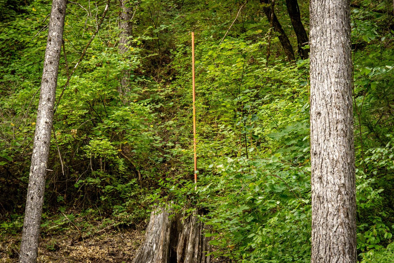 10623 Yearling Road Nevada City, CA 95959 - Photo 53 of 59 a close up of a plant in a garden