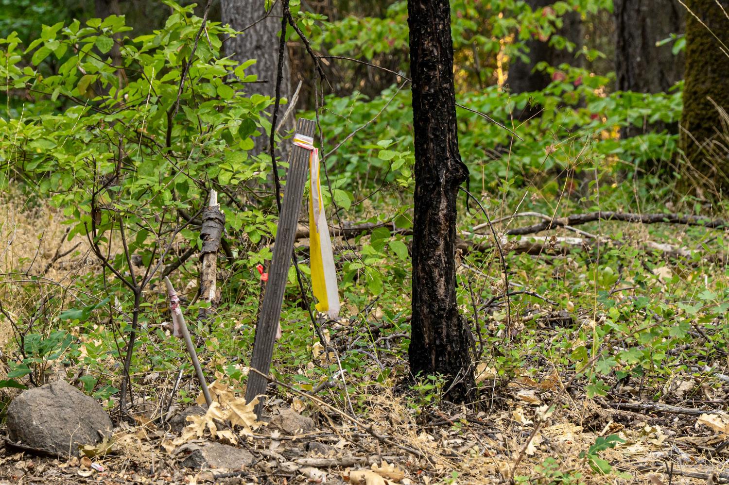 10623 Yearling Road Nevada City, CA 95959 - Photo 54 of 59 a view of a garden with plants