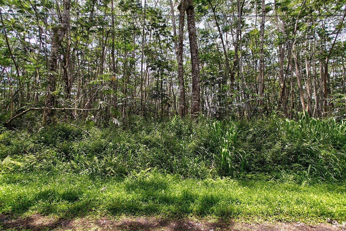279 Paradise Road Pahoa, HI 96778 - Photo 3 of 6 Gallery Image 3