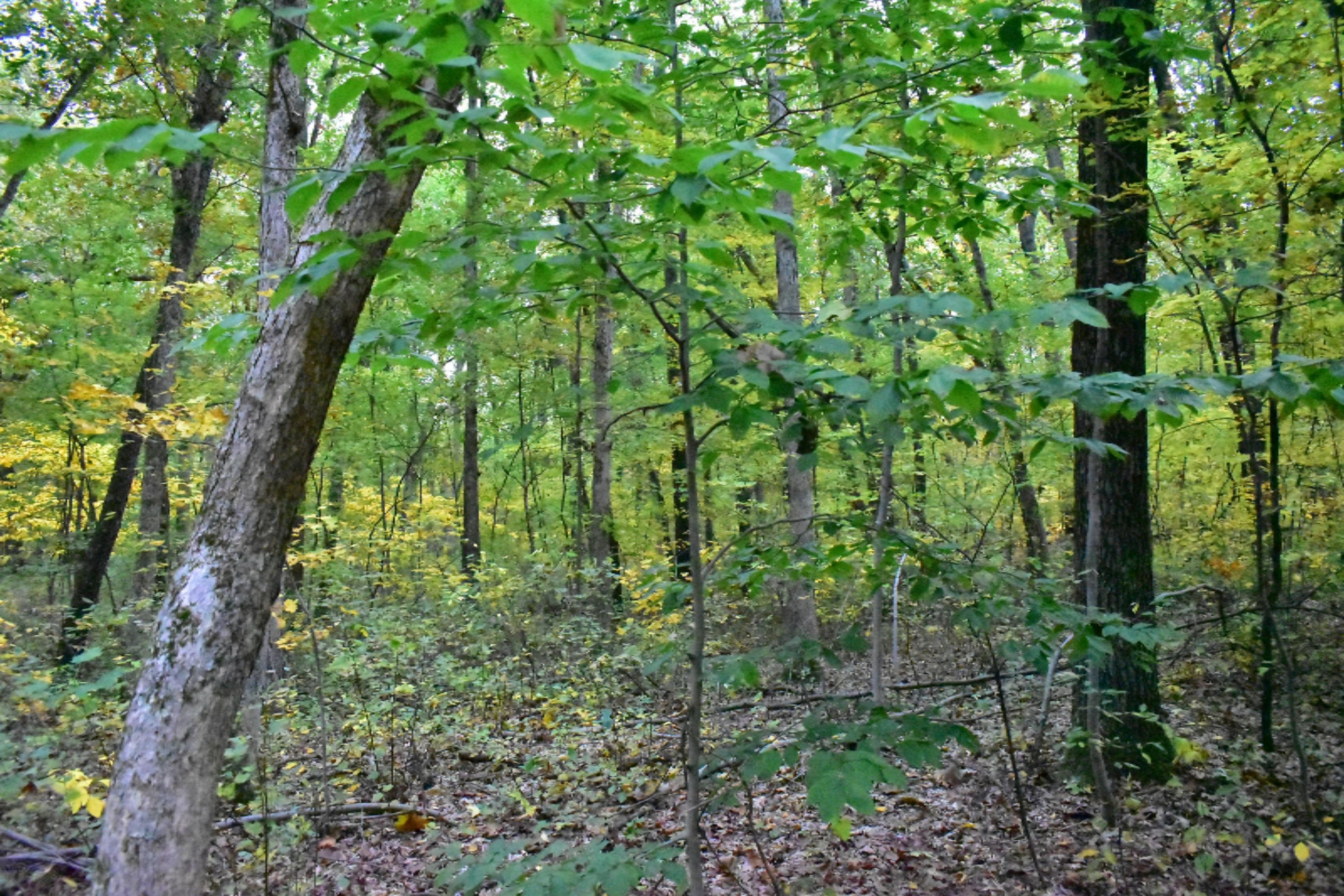 Lot 24 Tom Nolan Road Allegan, MI 49010 - Photo 3 of 7 Property Inward 2