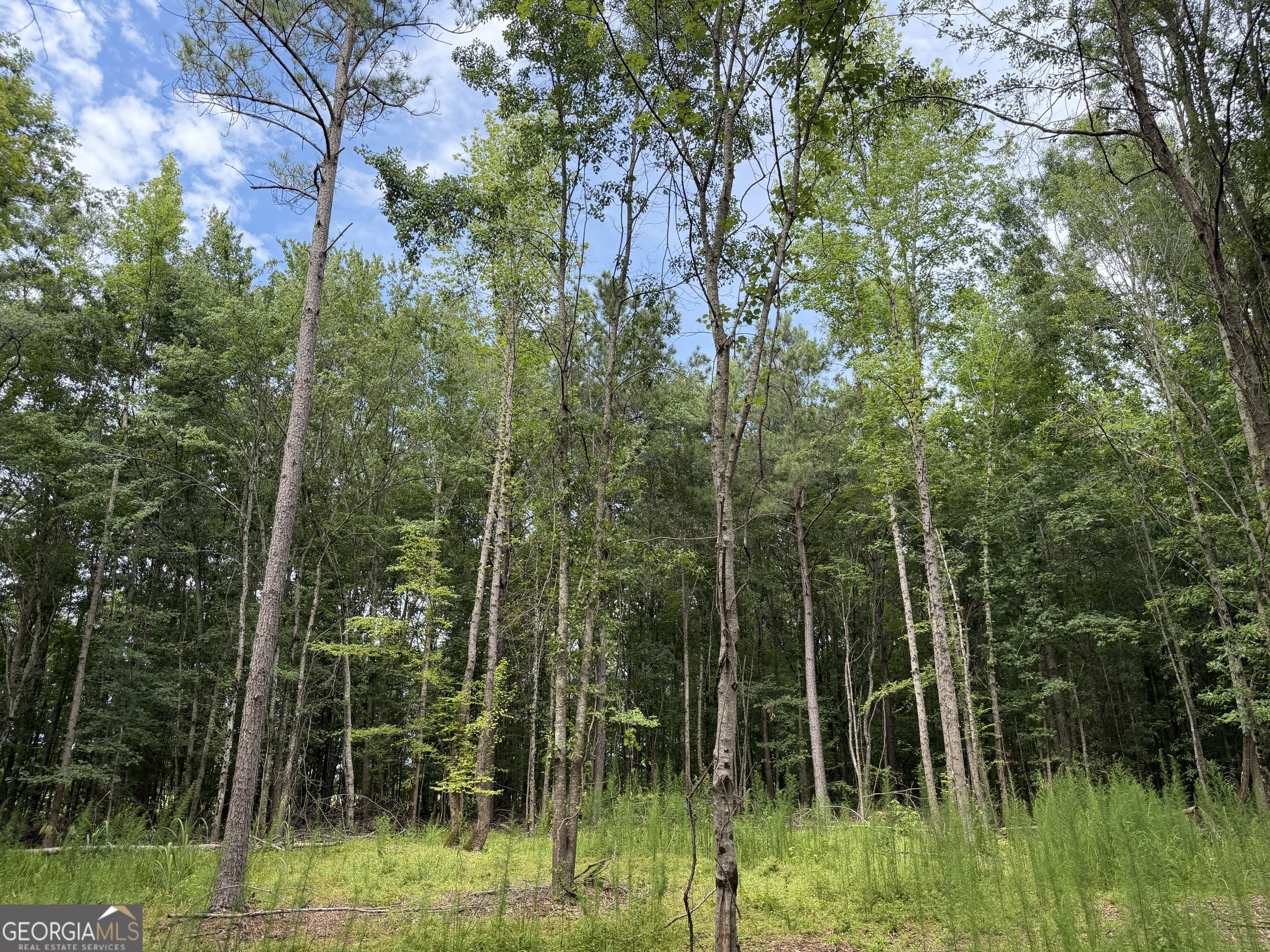 4 County Rd 445 Haleyville, AL 35565 - Photo 7 of 11