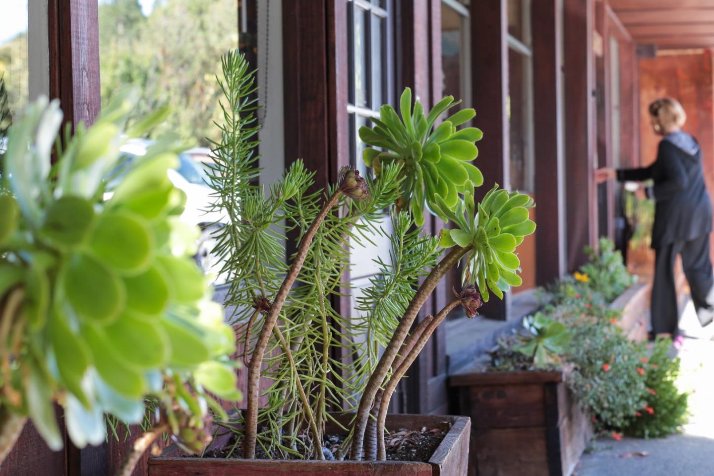 385 Moore Road Woodside, CA 94062 - Photo 20 of 25 a close up of a flower in a garden