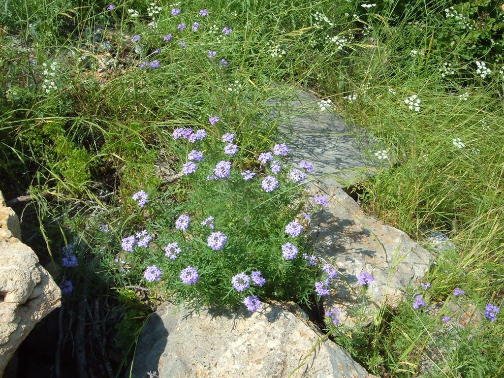 Lot 265 Ridgeline Drive Chico, TX 76431 - Photo 16 of 16