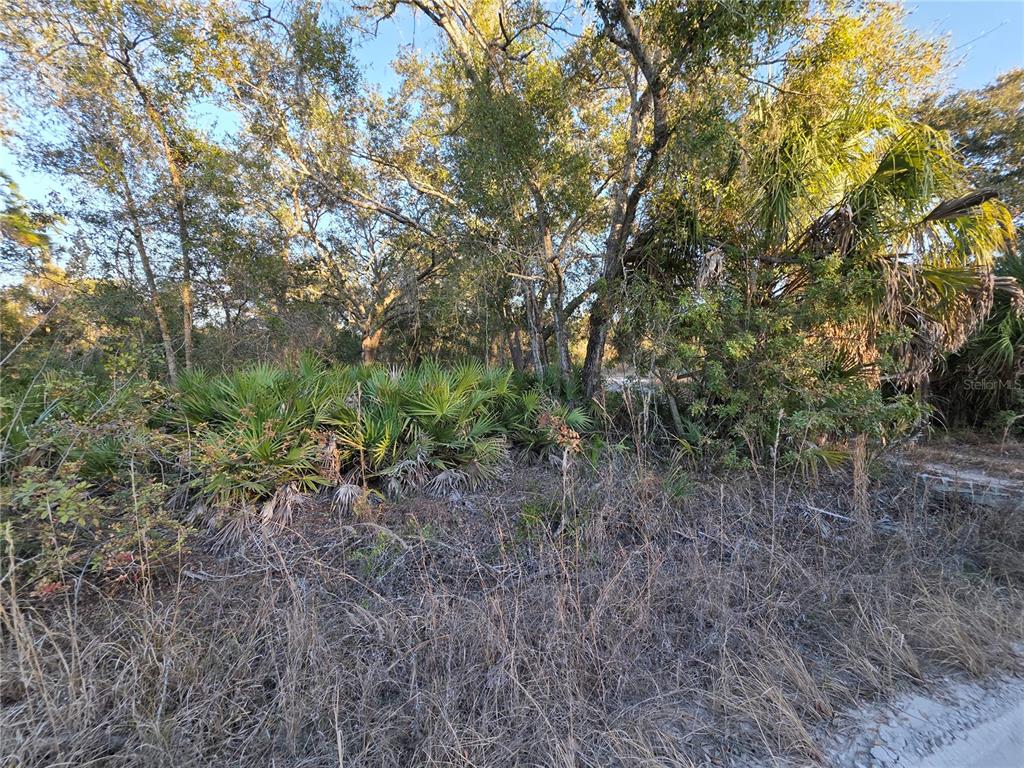 14420 Highland Road Wimauma, FL 33598 - Photo 7 of 19 a view of a yard with large trees