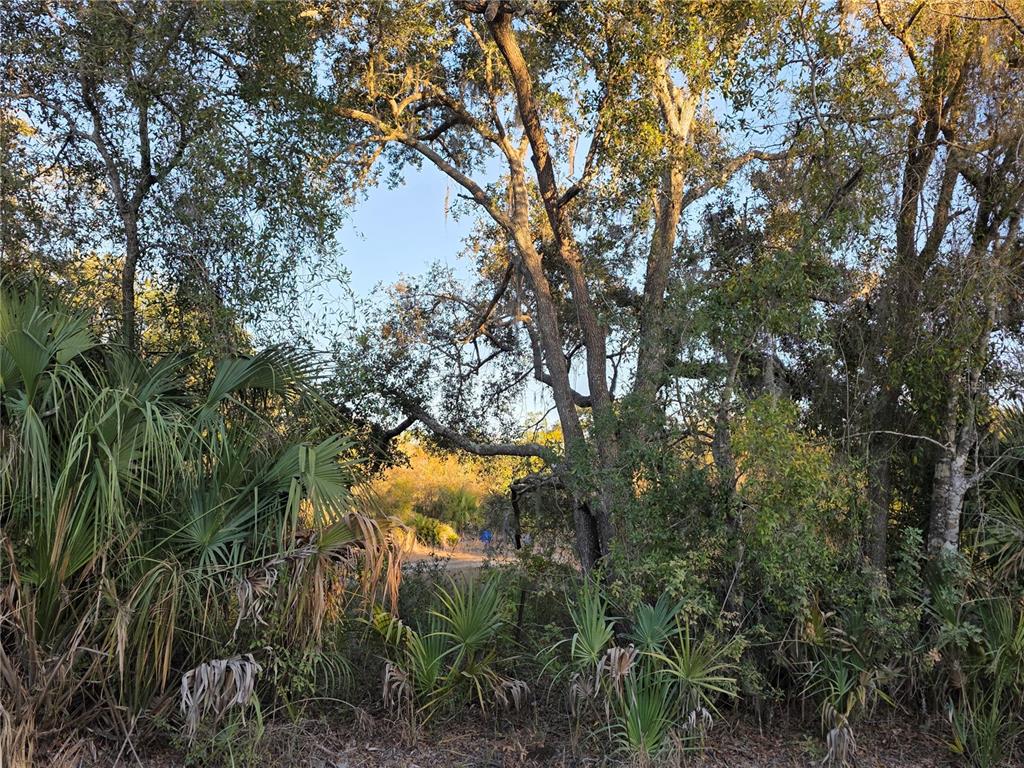 14420 Highland Road Wimauma, FL 33598 - Photo 9 of 19 a view of a tree in a garden