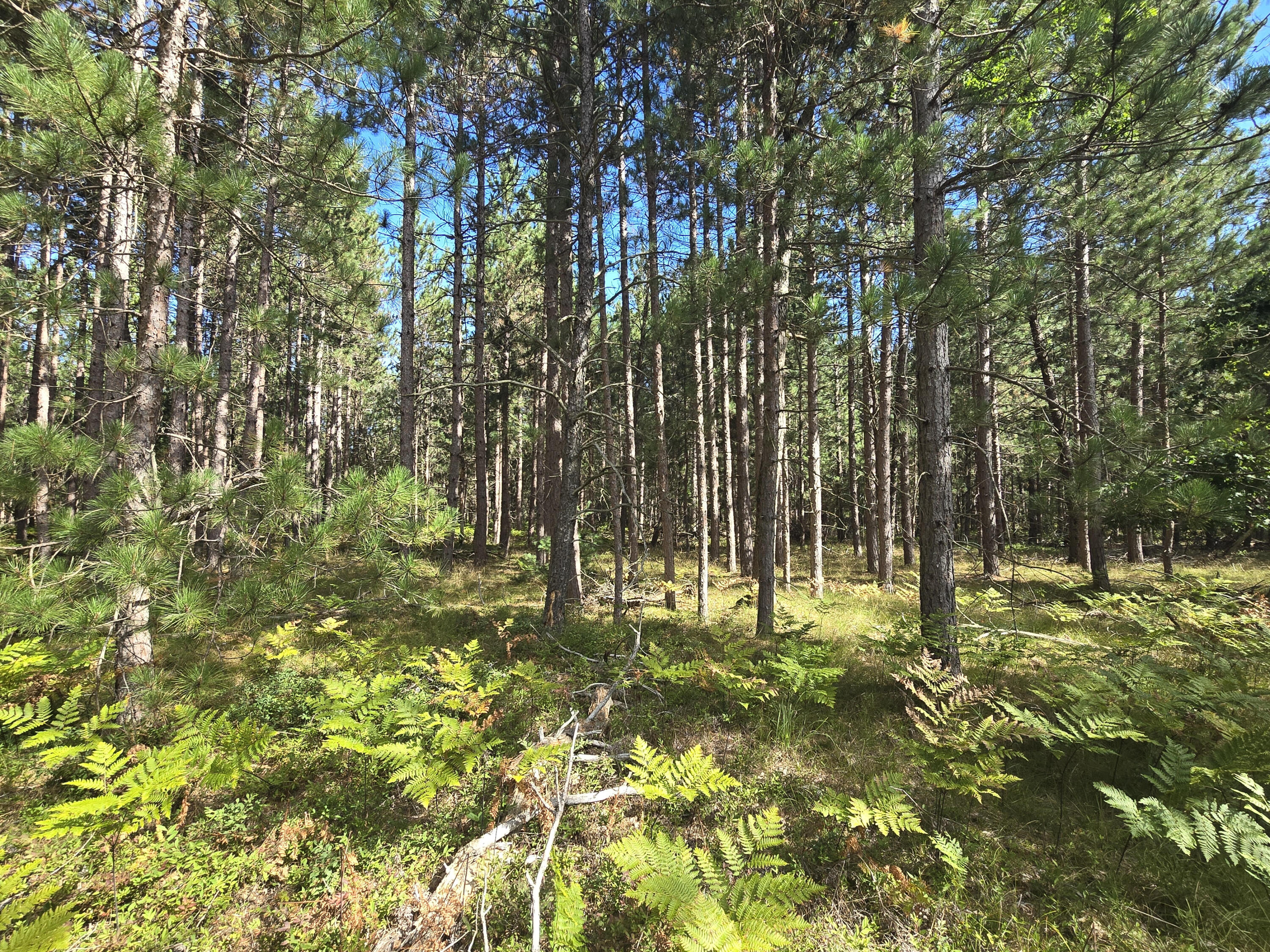 0 West 4 Mile Road Irons, MI 49644 - Photo 5 of 8 unnamed