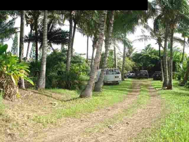 367 Hoolawa Road Haiku, HI 96708 - Photo 21 of 30 a view of a yard with a tree