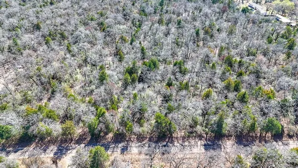 a view of a forest with lots of trees