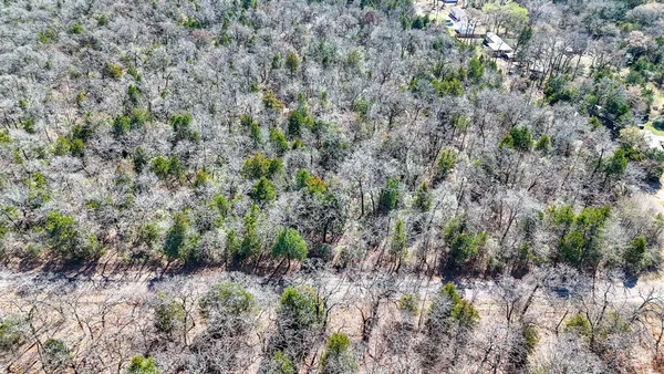 a view of a forest with a tree