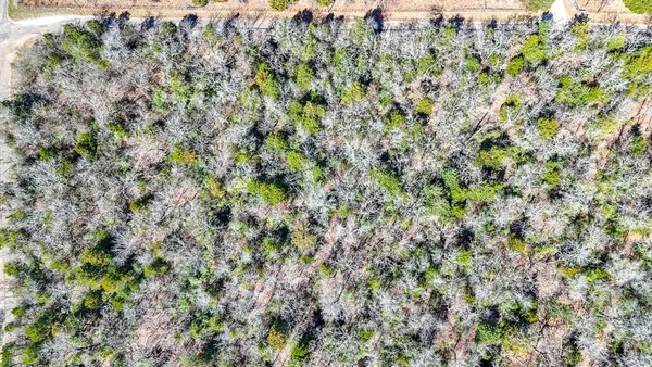 a view of a lush green forest