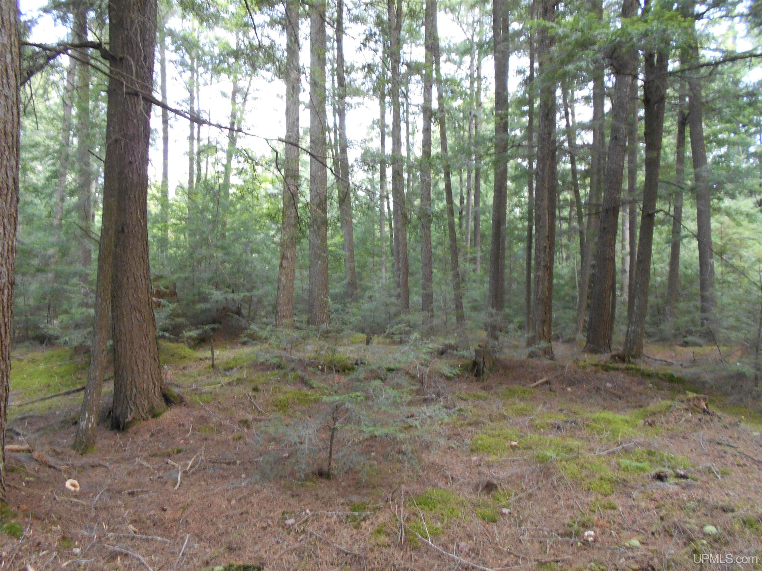 40-acres Garden Grade Road Garden, MI 49817 - Photo 46 of 51