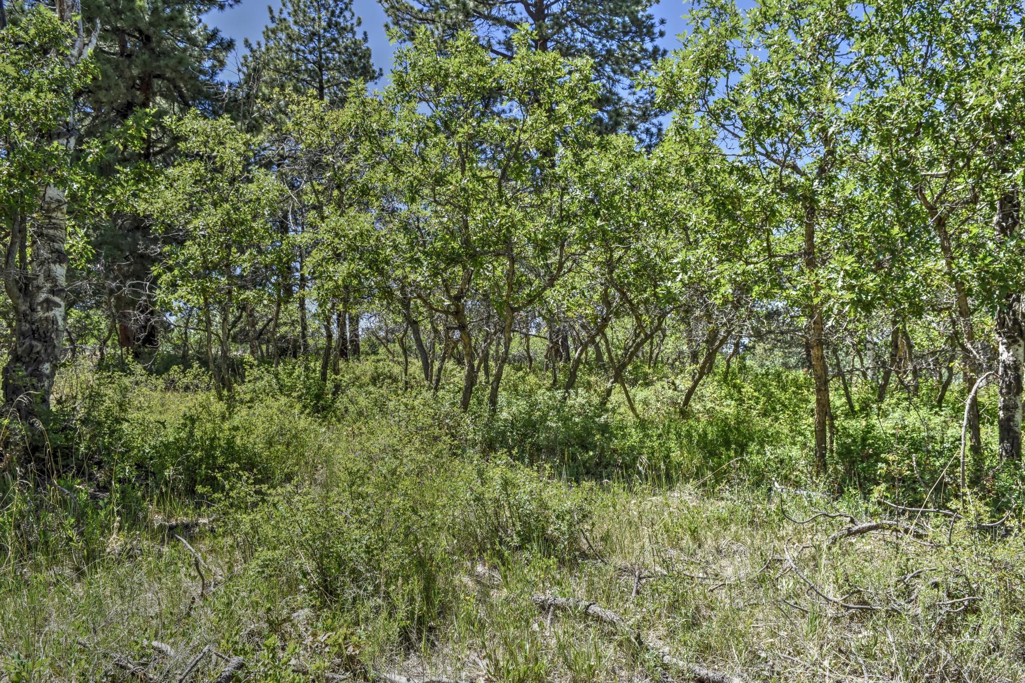 50 Spruce Lane Ridgway, CO 81432 - Photo 18 of 20 _DSC0014_Optimizer