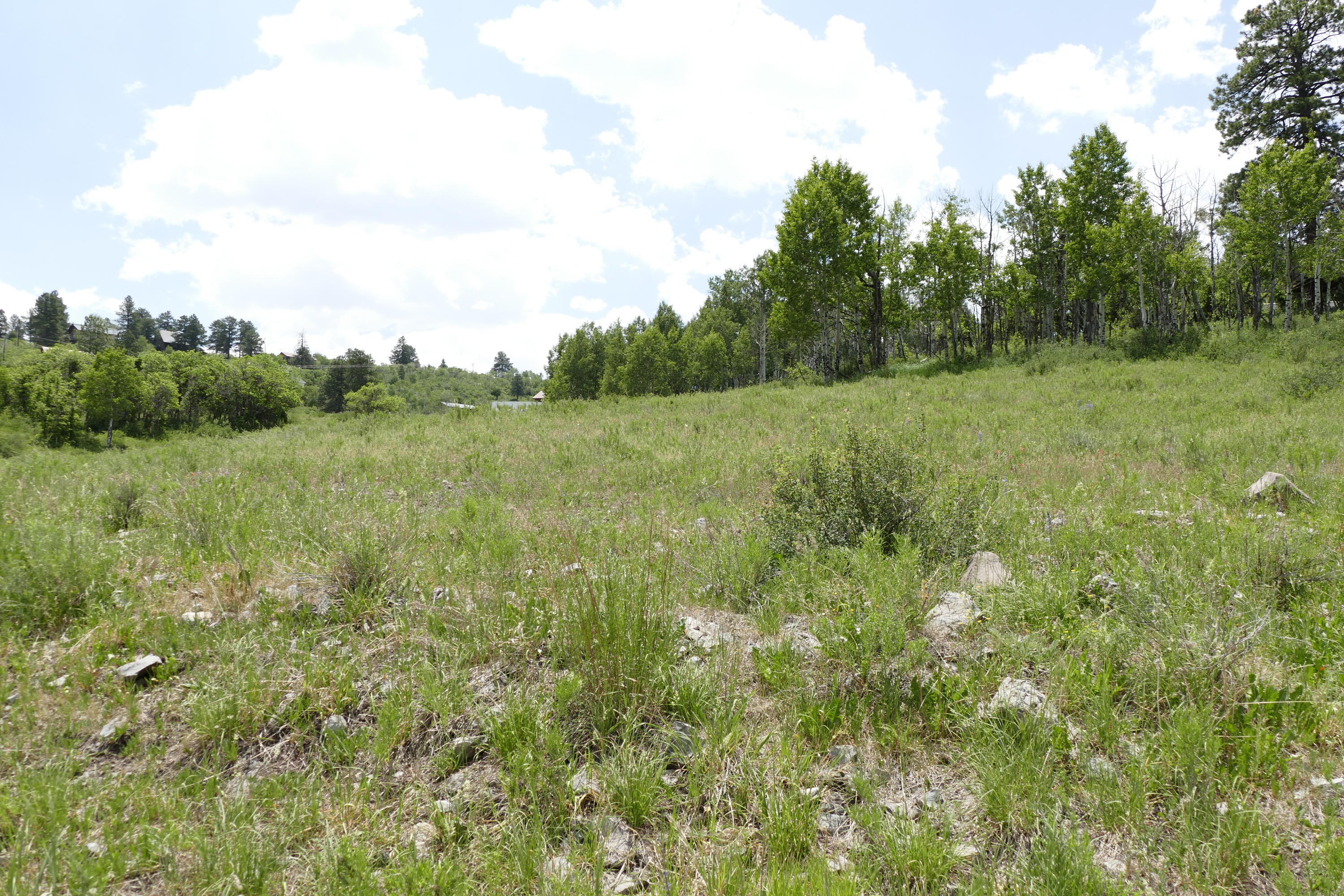 50 Spruce Lane Ridgway, CO 81432 - Photo 6 of 20 _1040640