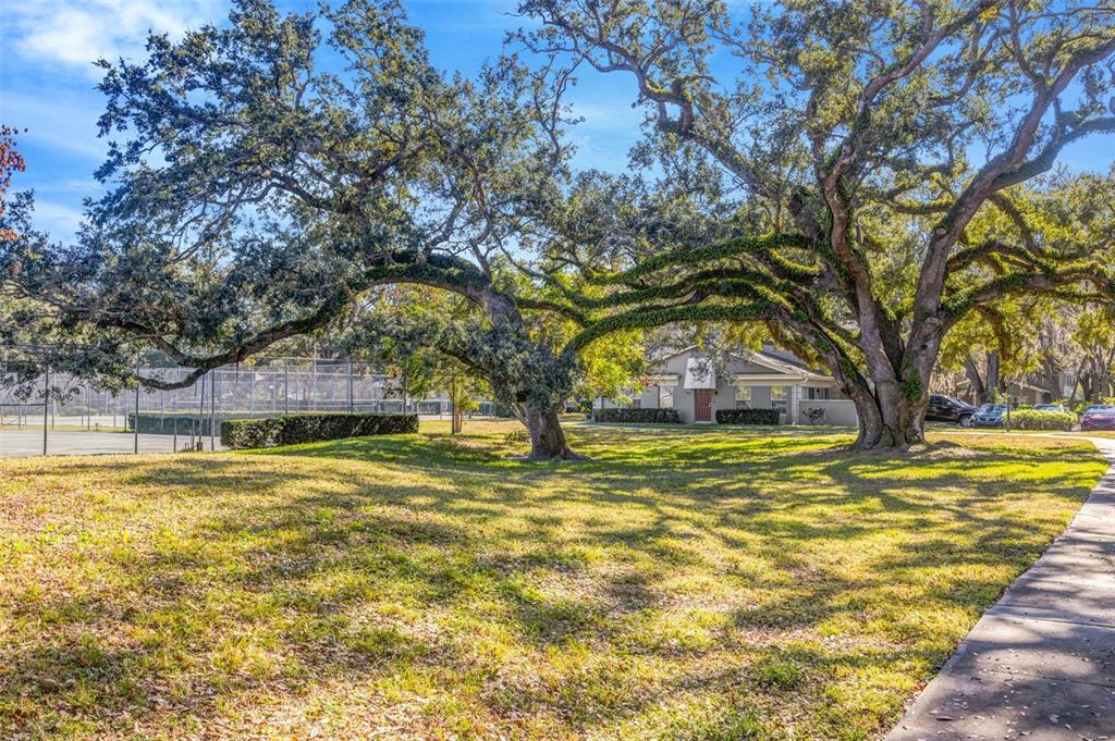 11728 Raintree Drive Temple Terrace, FL 33617 - Photo 41 of 41 a swimming pool with trees in front of it