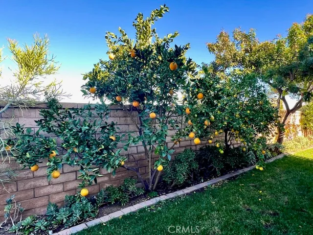 a view of a garden with plants and large trees