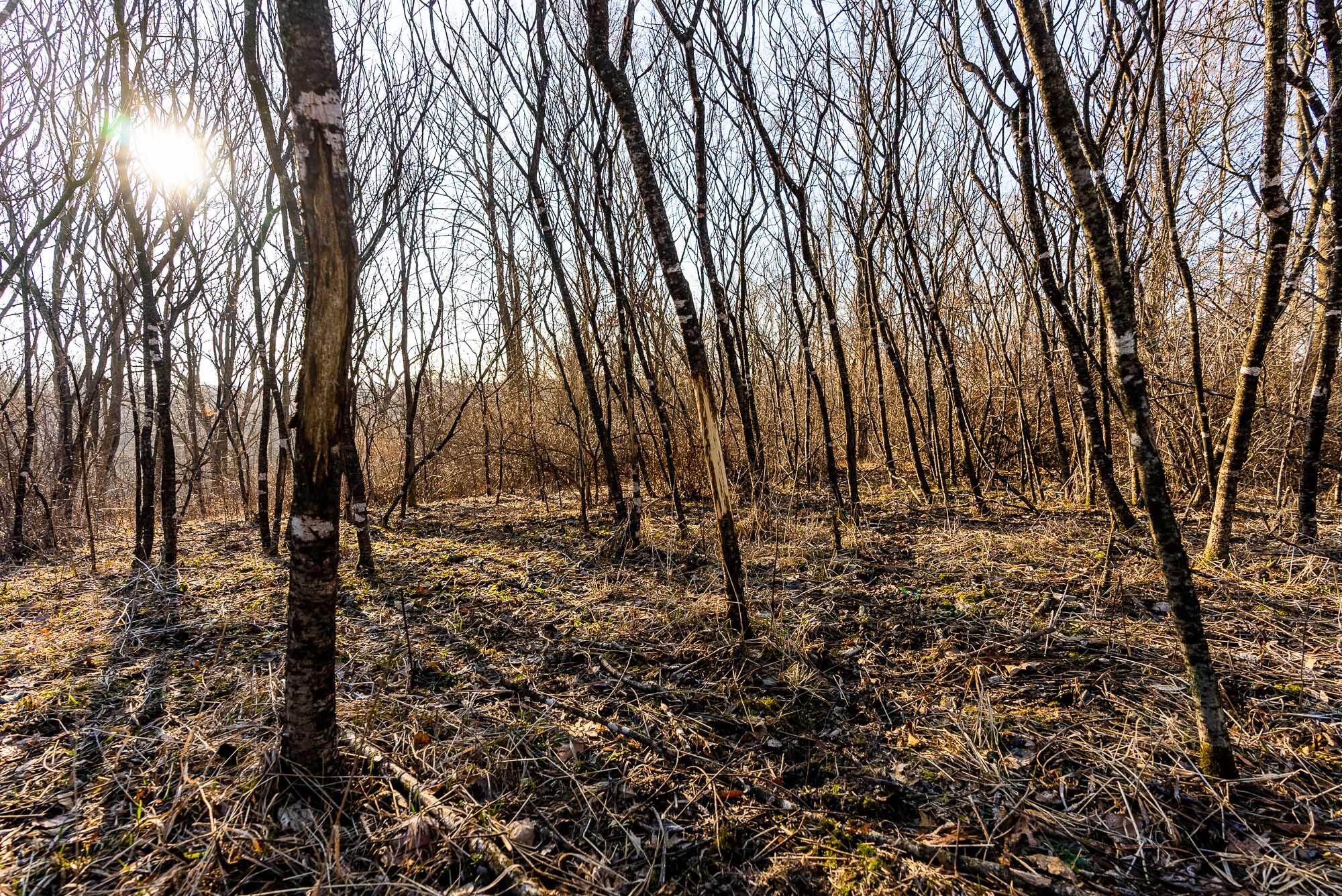 19249 Highway 56 Marshall, WI 53581 - Photo 41 of 84 Richland-County-WI-73-Acres-Land-For-Sal