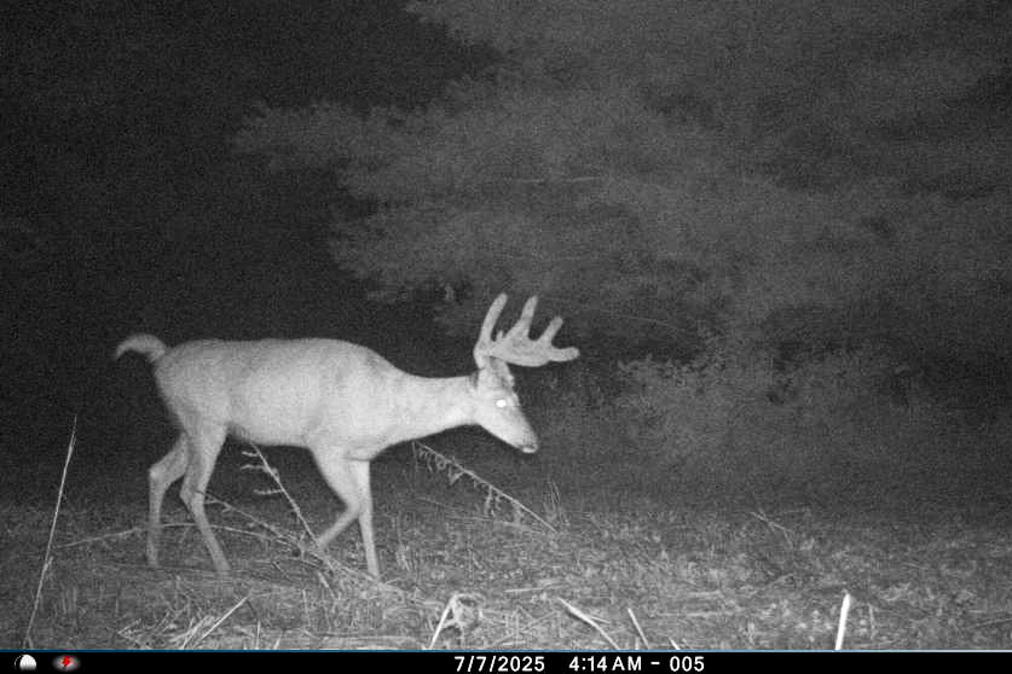 19249 Highway 56 Marshall, WI 53581 - Photo 50 of 84 Richland-County-WI-73-Acres-Land-For-Sal